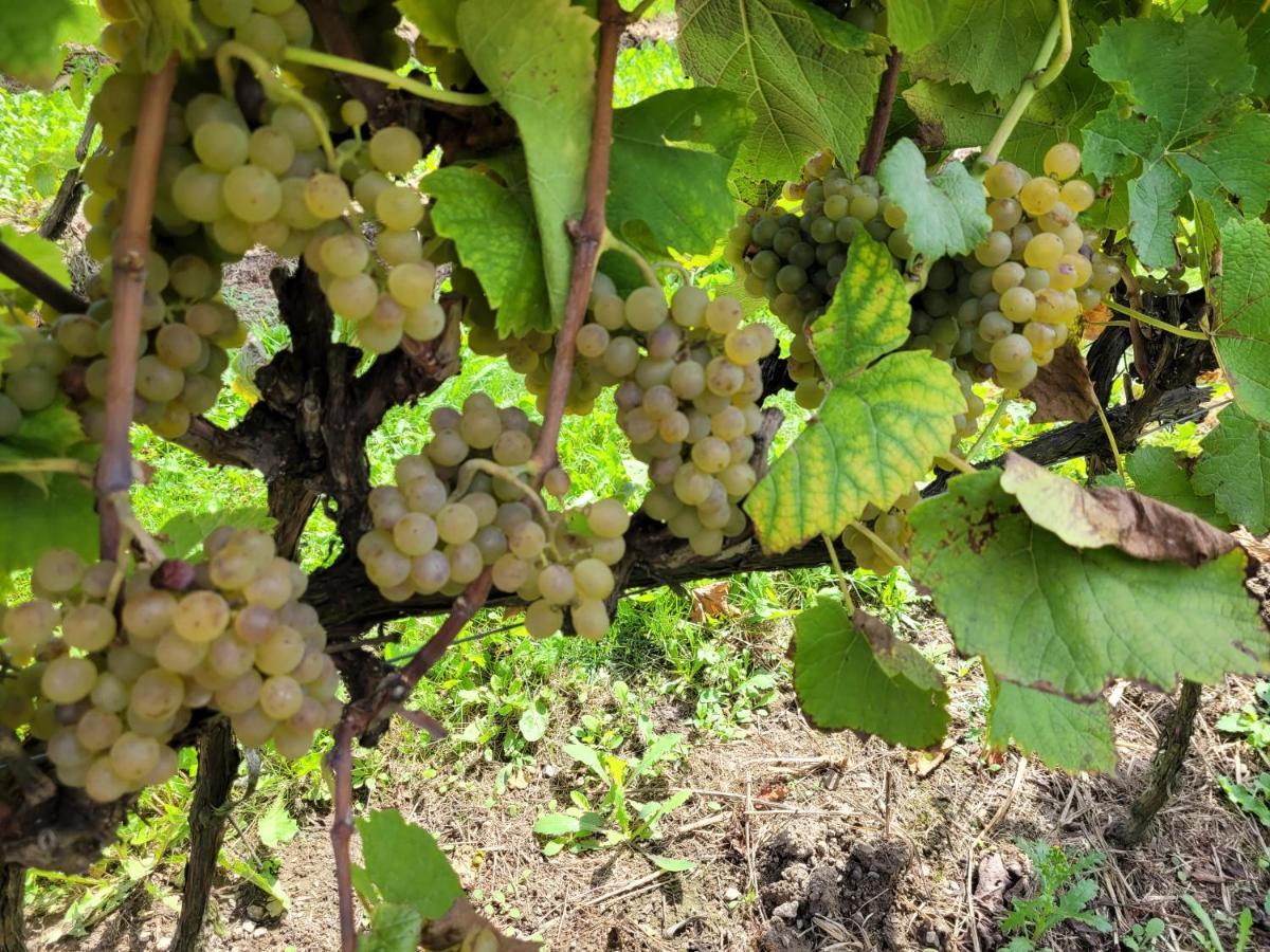 Gruszow  Fantastic View Vineyard Beskid Mountains מראה חיצוני תמונה