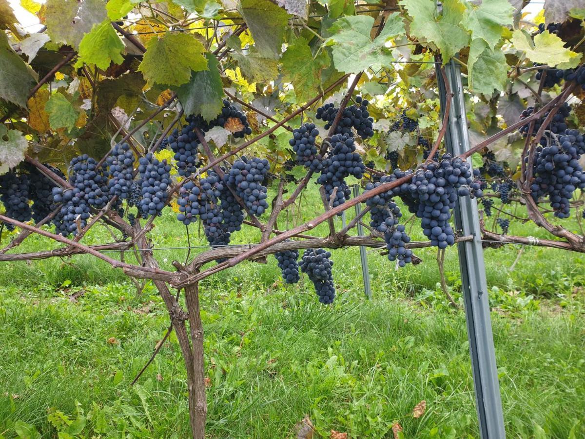 Gruszow  Fantastic View Vineyard Beskid Mountains מראה חיצוני תמונה